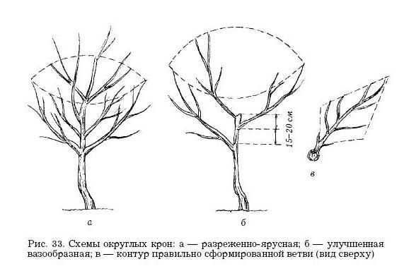Оксана Петросян - Садовые деревья и кустарники