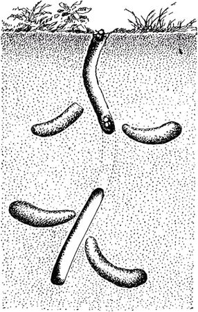 Жан-Анри Фабр - Жизнь насекомых. Рассказы энтомолога