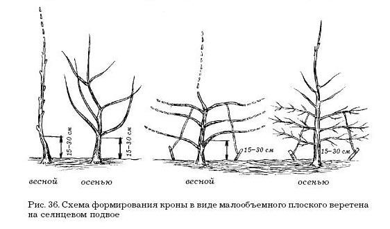Оксана Петросян - Садовые деревья и кустарники