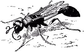 Жан-Анри Фабр - Жизнь насекомых. Рассказы энтомолога