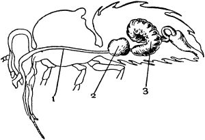 Жан-Анри Фабр - Жизнь насекомых. Рассказы энтомолога