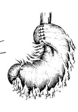 Коллектив авторов - Избранные лекции по факультетской хирургии: учебное пособие