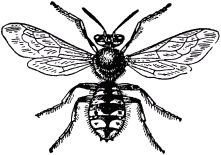 Жан-Анри Фабр - Жизнь насекомых. Рассказы энтомолога