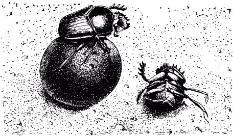 Жан-Анри Фабр - Жизнь насекомых. Рассказы энтомолога