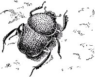 Жан-Анри Фабр - Жизнь насекомых. Рассказы энтомолога