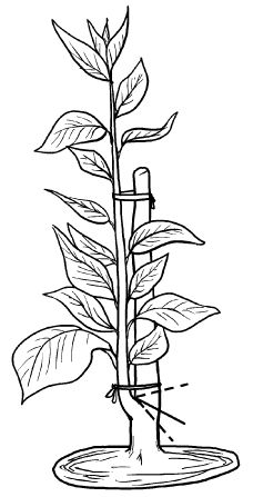 Галина Серикова - Прививка плодовых деревьев: распространенные ошибки и секреты...