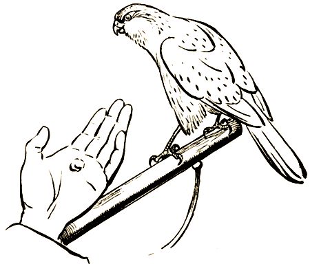 Владимир Дуров - Пернатые артисты