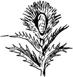 Жан-Анри Фабр - Жизнь насекомых. Рассказы энтомолога