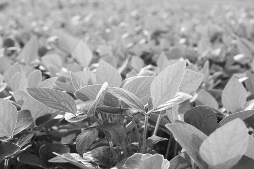 Ольга Зьомко, Дмитрий Сухаревский - Как заработать на фотографии в Интернете