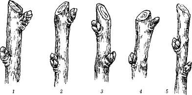 Оксана Петросян - Садовые деревья и кустарники