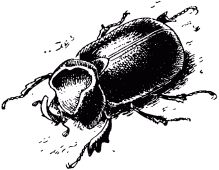 Жан-Анри Фабр - Жизнь насекомых. Рассказы энтомолога