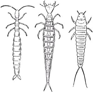 Жан-Анри Фабр - Жизнь насекомых. Рассказы энтомолога