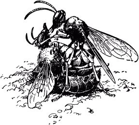 Жан-Анри Фабр - Жизнь насекомых. Рассказы энтомолога