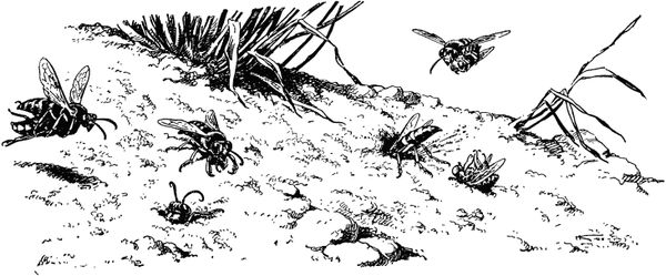 Жан-Анри Фабр - Жизнь насекомых. Рассказы энтомолога