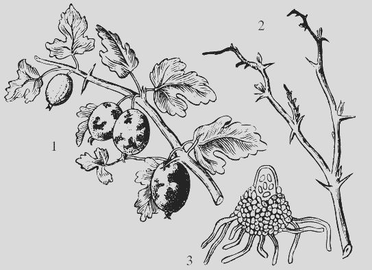 Николай Звонарев - Крыжовник. Сажаем, выращиваем, заготавливаем