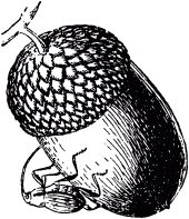 Жан-Анри Фабр - Жизнь насекомых. Рассказы энтомолога