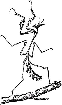 Жан-Анри Фабр - Жизнь насекомых. Рассказы энтомолога