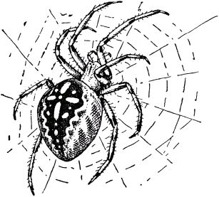 Жан-Анри Фабр - Жизнь насекомых. Рассказы энтомолога