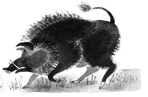 Пал Бекеш - Барсук с нашего двора