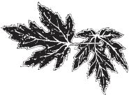 Я обманывать себя не стану...