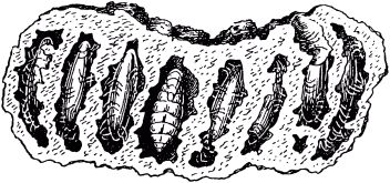 Жан-Анри Фабр - Жизнь насекомых. Рассказы энтомолога