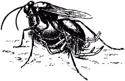 Жан-Анри Фабр - Жизнь насекомых. Рассказы энтомолога