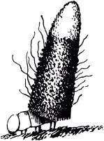 Жан-Анри Фабр - Жизнь насекомых. Рассказы энтомолога