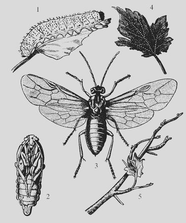 Николай Звонарев - Крыжовник. Сажаем, выращиваем, заготавливаем