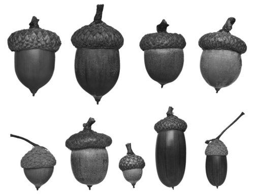 Ольга Зьомко, Дмитрий Сухаревский - Как заработать на фотографии в Интернете