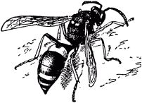 Жизнь насекомых. Рассказы энтомолога