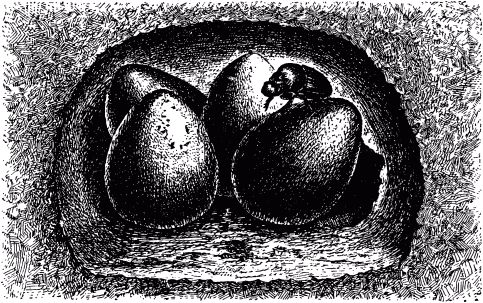 Жан-Анри Фабр - Жизнь насекомых. Рассказы энтомолога