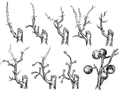 Оксана Петросян - Садовые деревья и кустарники