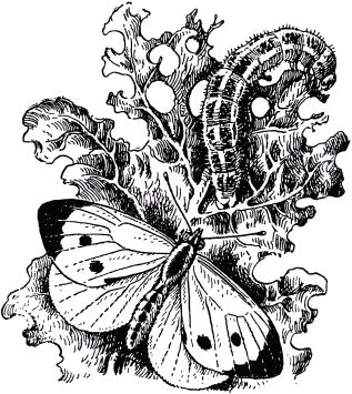 Жан-Анри Фабр - Жизнь насекомых. Рассказы энтомолога