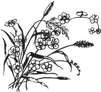 Сергей Есенин - Я обманывать себя не стану...