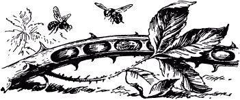 Жизнь насекомых. Рассказы энтомолога