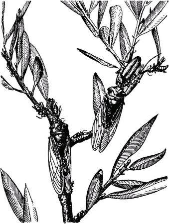 Жан-Анри Фабр - Жизнь насекомых. Рассказы энтомолога