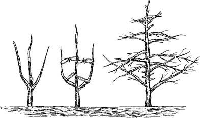 Оксана Петросян - Садовые деревья и кустарники