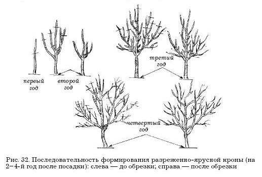 Оксана Петросян - Садовые деревья и кустарники