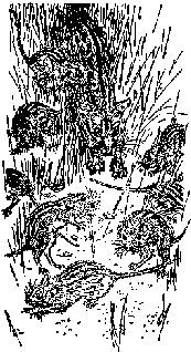 Джеральд Даррелл - Мясной рулет. ВСТРЕЧИ С ЖИВОТНЫМИ