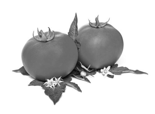 Ольга Зьомко, Дмитрий Сухаревский - Как заработать на фотографии в Интернете