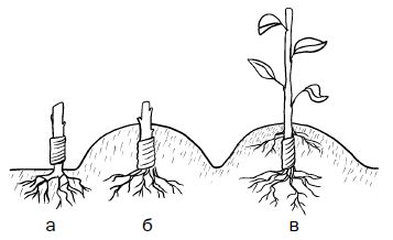 Галина Серикова - Прививка плодовых деревьев: распространенные ошибки и секреты...