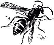 Жан-Анри Фабр - Жизнь насекомых. Рассказы энтомолога