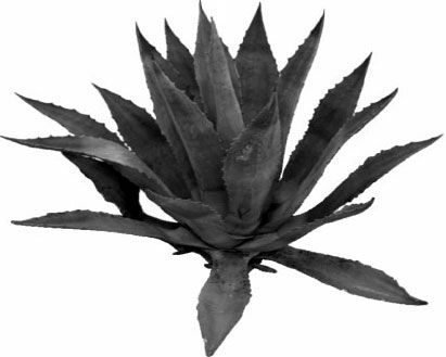 Сергей Гордеев - Тайные учения. Алхимия, гипноз и магия