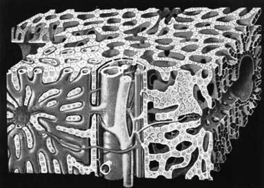 Коллектив авторов - Избранные лекции по факультетской хирургии: учебное пособие