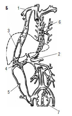 Коллектив авторов - Избранные лекции по факультетской хирургии: учебное пособие