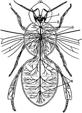 Жан-Анри Фабр - Жизнь насекомых. Рассказы энтомолога