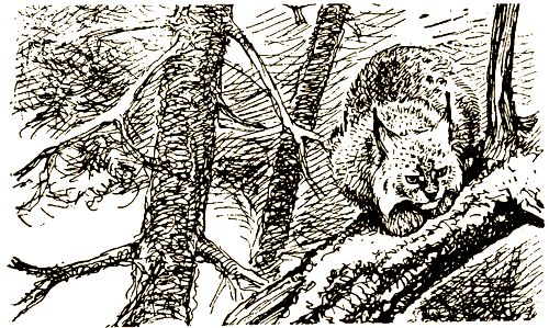 Валерий Янковский - Тигр, олень, женьшень