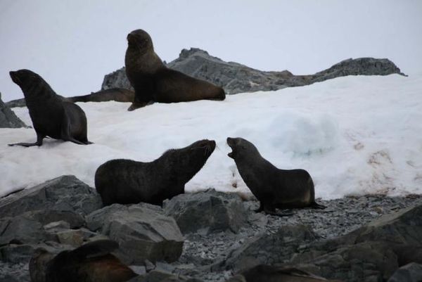 Владимир Ромашкин - Загадки исчезнувших цивилизаций. Часть I. Загадочная Антарктида