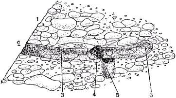 Жан-Анри Фабр - Жизнь насекомых. Рассказы энтомолога