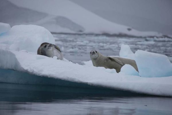 Владимир Ромашкин - Загадки исчезнувших цивилизаций. Часть I. Загадочная Антарктида